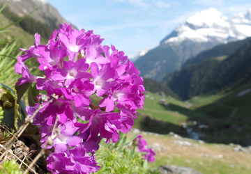 Violette Blumen vor Bergpanorama